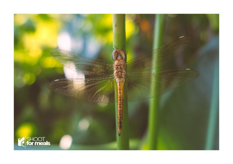 Chasing dragonflies